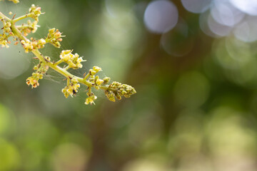 Close up Mango blossom and blur nature background