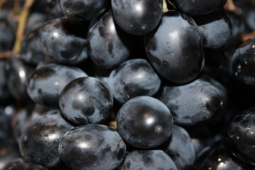 Fresh black grapes in a cluster on display at a local market during the afternoon