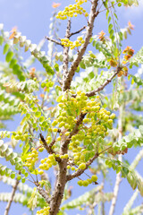 Star Gooseberry on Star Gooseberry plant