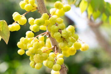 Close up Star Gooseberry on Star Gooseberry plant