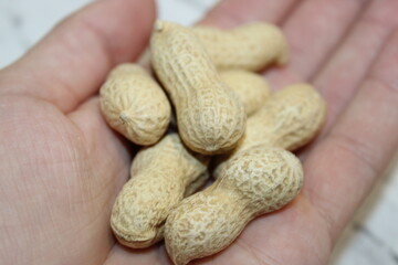 Hand holding several raw peanuts in shells on a plain surface