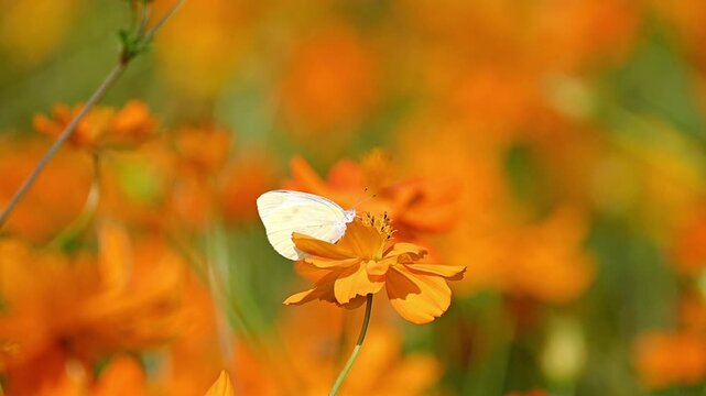 Butterfly Feeding on Orange Cosmos &ndash; Slow Motion Nature Clip for Spring Mood and Floral Backgrounds