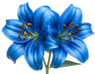 Two vibrant, velvety blue lilies, speckled with dark pollen, bloom majestically