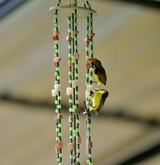 A pair of sunbirds building a nest on an ornate wind chime.