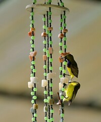 A pair of sunbirds building a nest on an ornate wind chime.