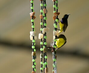 A pair of sunbirds building a nest on an ornate wind chime.