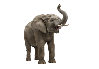 Expressive Elephant with Raised Trunk on White Background