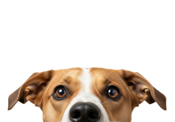 Curious Dog Face Peeking from Bottom Edge