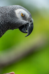 Obraz premium Portrait of African grey parrot against jungle. Side view of wild grey parrot head on green background