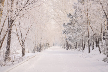 A snow-covered winter public park is a walking road stretching into the distance, a beautiful winter calm background for post-Christmas stories about healthy recreation and walks in the woods. High