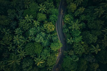 aerial view of a lush green forest with a serpentine road