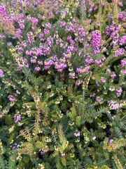 Obraz premium Close-up of blooming pink and pale purple heather flowers covering dense green foliage in a natural outdoor garden setting.