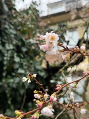 Close-up of delicate cherry blossoms on a tree branch, with pink and white buds emerging in early spring, set against a soft, blurred background.