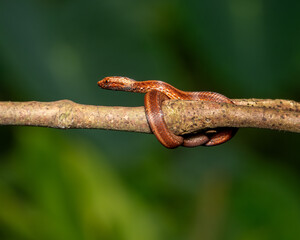 A vividly orange snake, its scales gleaming in dappled sunlight, coils languidly around a rugged tree branch. The contrast between the serpent's smooth, vibrant body and the rough