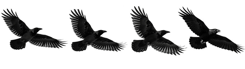 Obraz premium Sets of Silhouette of flying birds on white background isolated on a white background