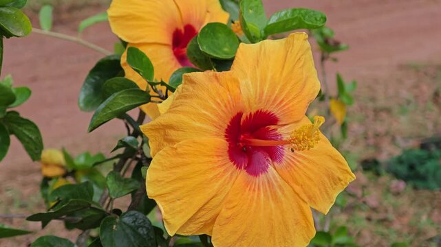 Hibicus, Chinese Rose or Shoe Flower.