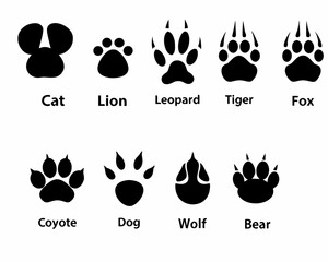 Diverse animal footprints cat lion leopard tiger fox coyote dog wolf and bear © Rupa