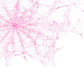 Obraz premium Pink spiderweb or cobweb isolated on transparent background. Scary halloween decoration, design element or overlay with creepy spider web