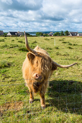 Scottish Highlands Cow, long-haired cow, grazes on grass in a field in the Scottish countryside