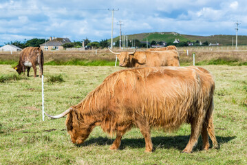 Scottish Highlands Cow, long-haired cow, grazes on grass in a field in the Scottish countryside