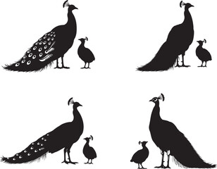 Fototapeta premium Peacock and peafowl silhouette illustrations