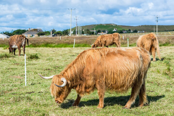 Scottish Highlands Cow, long-haired cow, grazes on grass in a field in the Scottish countryside