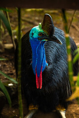 Southern cassowary Casuarius casuarius ; adult male portrait