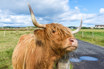Scottish Highlands Cow, long-haired cow, grazes on grass in a field in the Scottish countryside