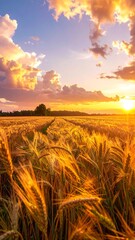 Obraz premium Golden hour illuminates a vast field of wheat, with a path leading towards the distant treeline and a radiant sunset sky