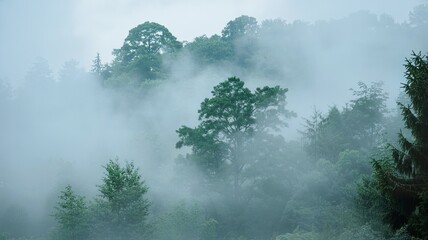 Misty forest landscape