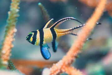 Banggai Cardinalfish in the Lembeh Strait, Sulawesi, Indonesia