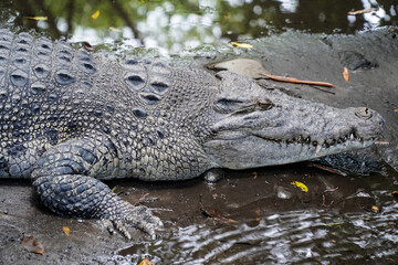 Obraz premium Close-up profile of a powerful saltwater crocodile resting on muddy ground near water