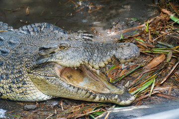 Fototapeta premium Close-up of a large crocodile with its mouth open, revealing its sharp teeth and rough skin