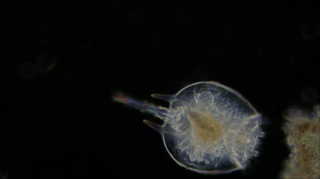 ein R&auml;dertier - rotifer, rotatoria - unter dem Mikroskop mit schwarzem Hintergrund