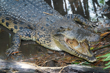 Obraz premium Powerful Saltwater Crocodile Showing Teeth in Its Natural Habitat