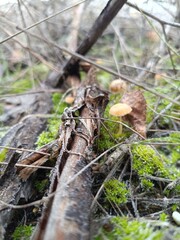 mushroom in the moss