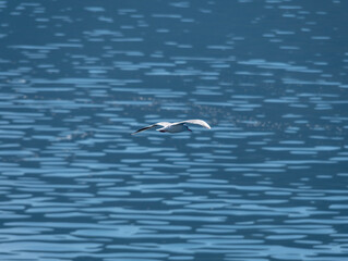 Sea gulls in the Ionian Sea in Greece