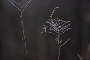 Frost Covered Wild Plant Stems in Dark Winter Background