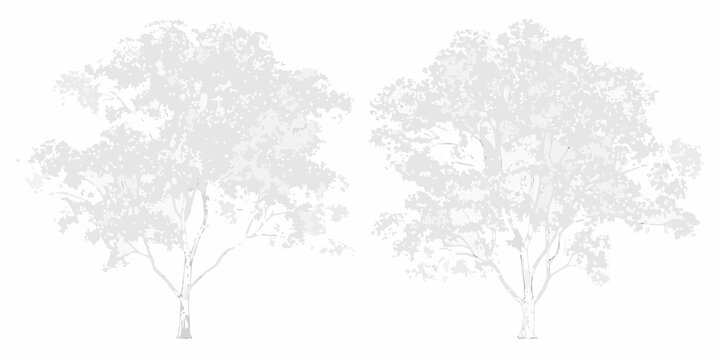 Two detailed grey trees with full canopies against a white background