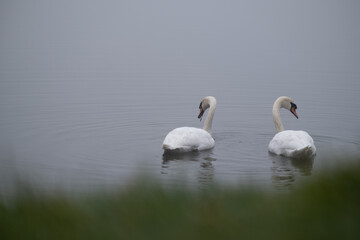 Obraz premium Two Swans Swimming on a Calm Misty Lake