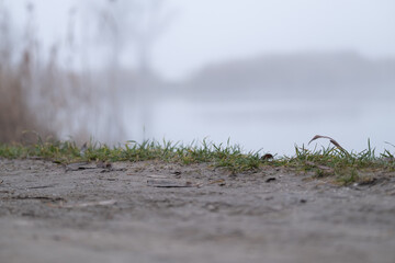 Foggy Lakeshore Path with Grass and Soft Background Blur