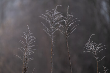 Frost Covered Wild Plants in Soft Winter Light