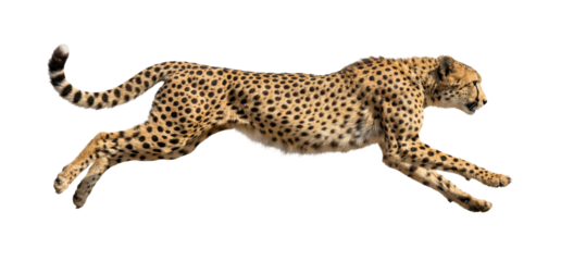 Running Cheetah Isolated on White Background PNG