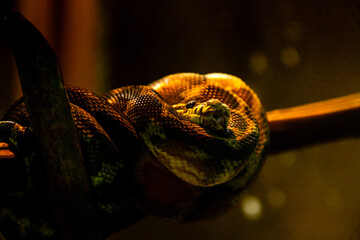 Fototapeta premium Corallus annulatus, known as the ringed tree boa, annulated tree boa on a branch in a terrarium. Portrait of a boa from the Central American rainforest