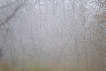 Dense Fog in Bare Winter Forest with Soft Light