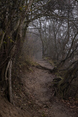 Steep Forest Path with Tree Roots in Foggy Winter Woods