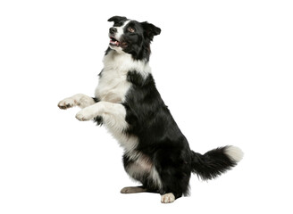 Obraz premium Isolated Black and White Border Collie Dog Standing on Hind Legs