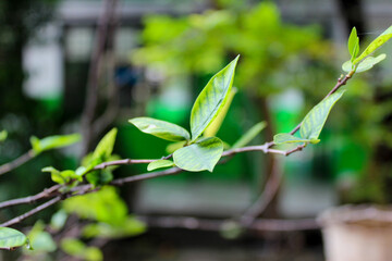 Bright green shoots and young leaves with prominent veins of the Gardenia jasminoides plant, growing on a thin brown branch.