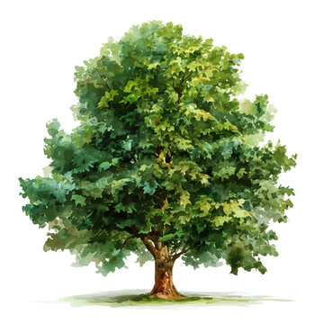 A watercolor painting of Plane Tree, vector illustration on white background.