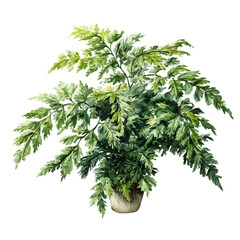 Fototapeta premium A watercolor painting of Rabbits Foot Fern, vector illustration on white background.